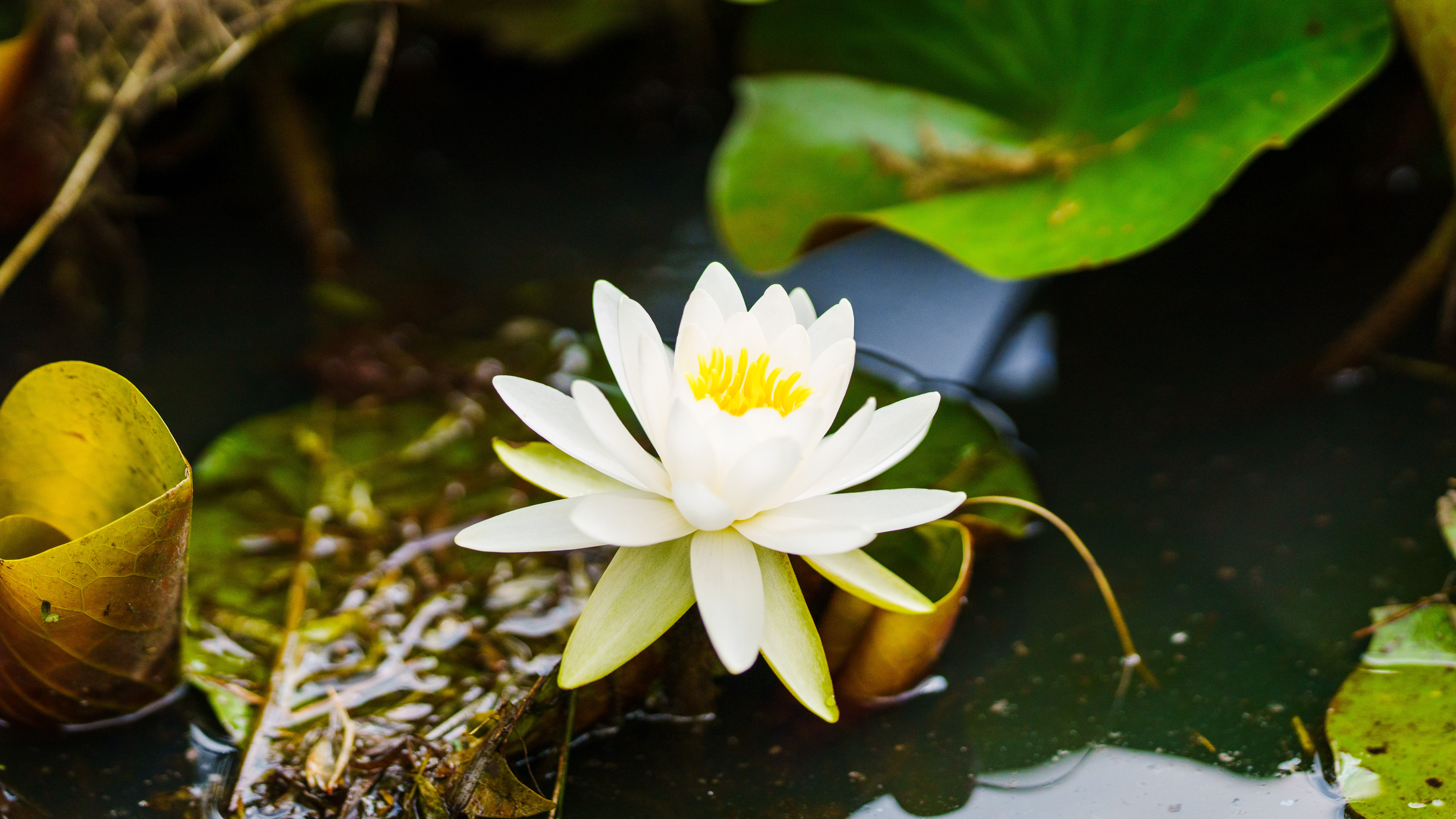 Kenilworth Aquatic Gardens